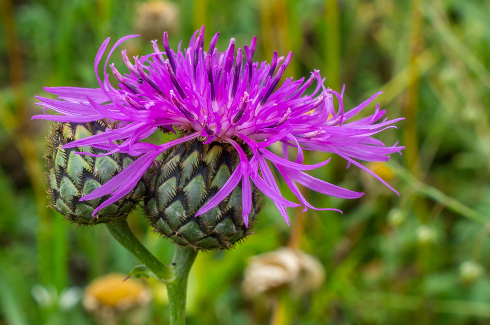 Wypasiony oset - mystic