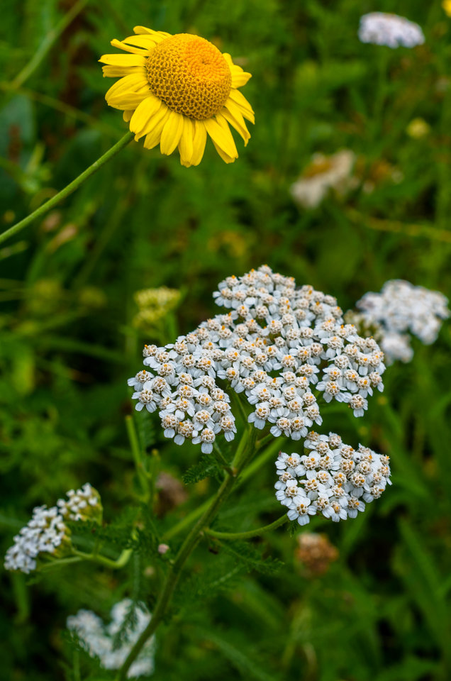 Łąkowa kompozycja - mystic