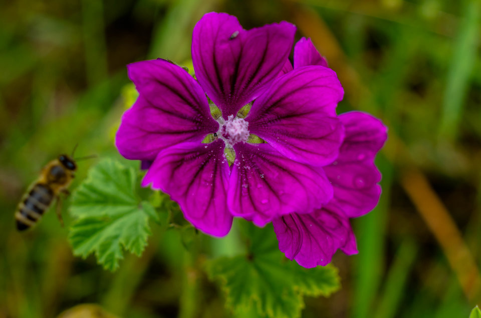 Dalej w łąkowym klimacie - mystic