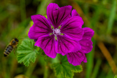 Dalej w łąkowym klimacie