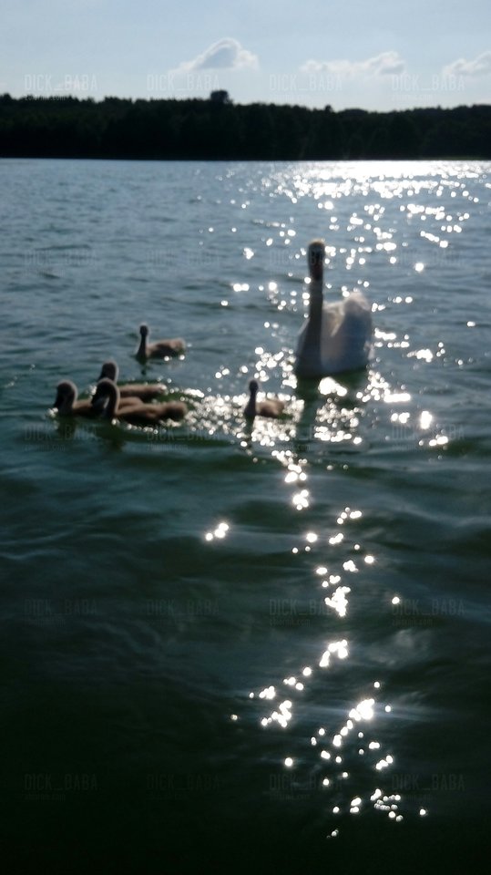 20180616_172639.jpg - dick_baba