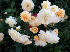 20180624_132610.jpg