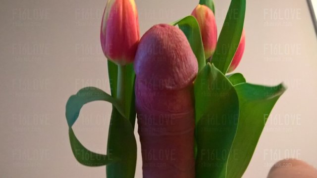 Tulipany.jpg - F16love