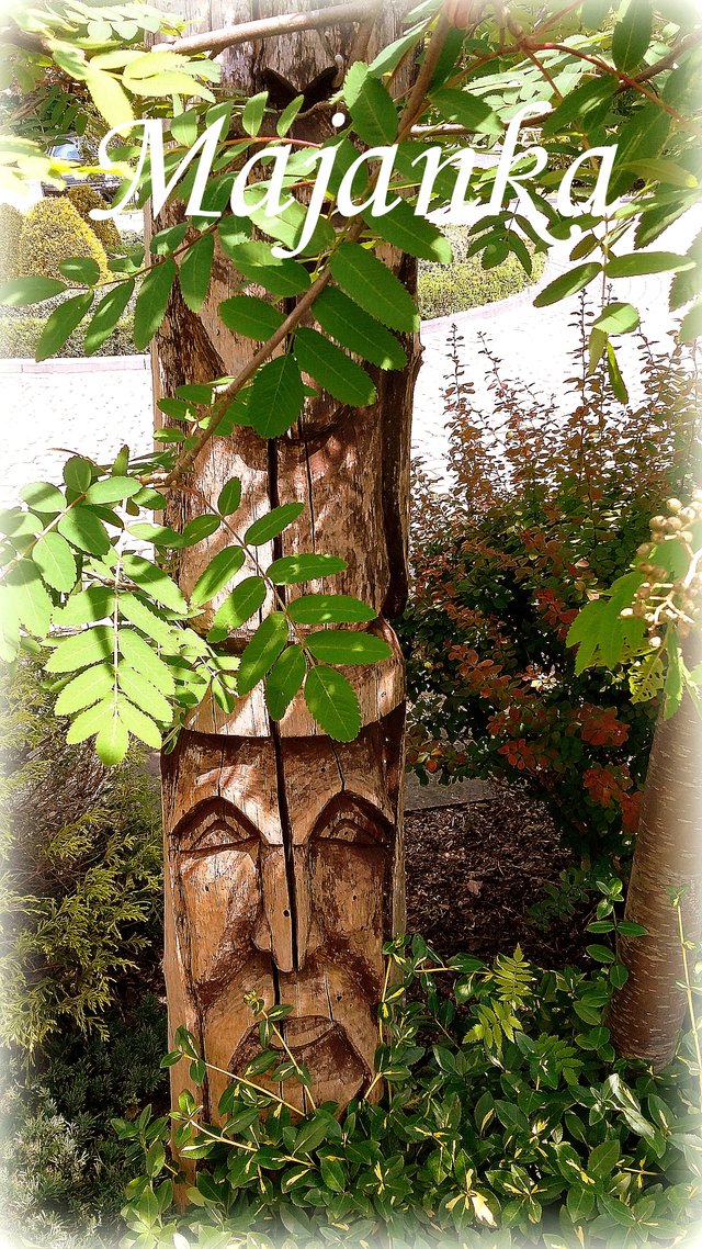 majanka