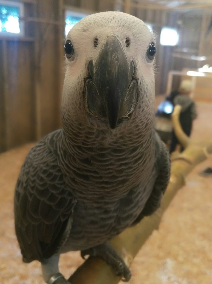 IMG_20180706_063121.jpg - markonii35