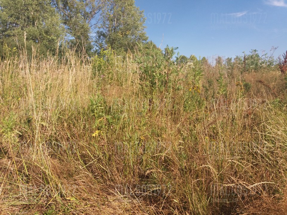 tresno dzis - malgos1972