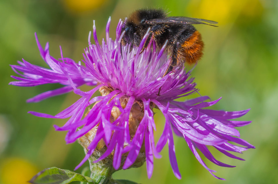 Kwiotek z przybudówką - mystic