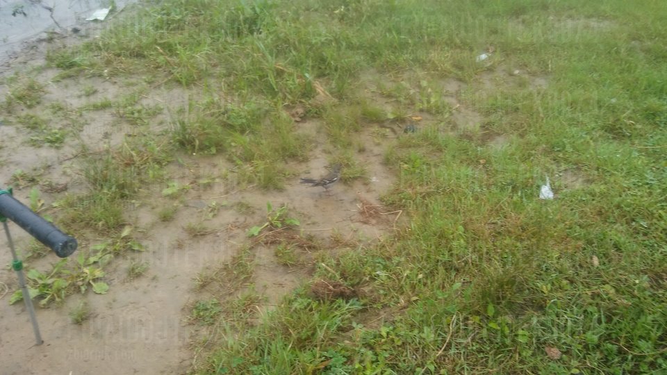 20180711_152633.jpg - ewawojtek8074