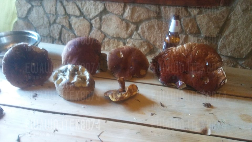 20180713_135411.jpg - ewawojtek8074