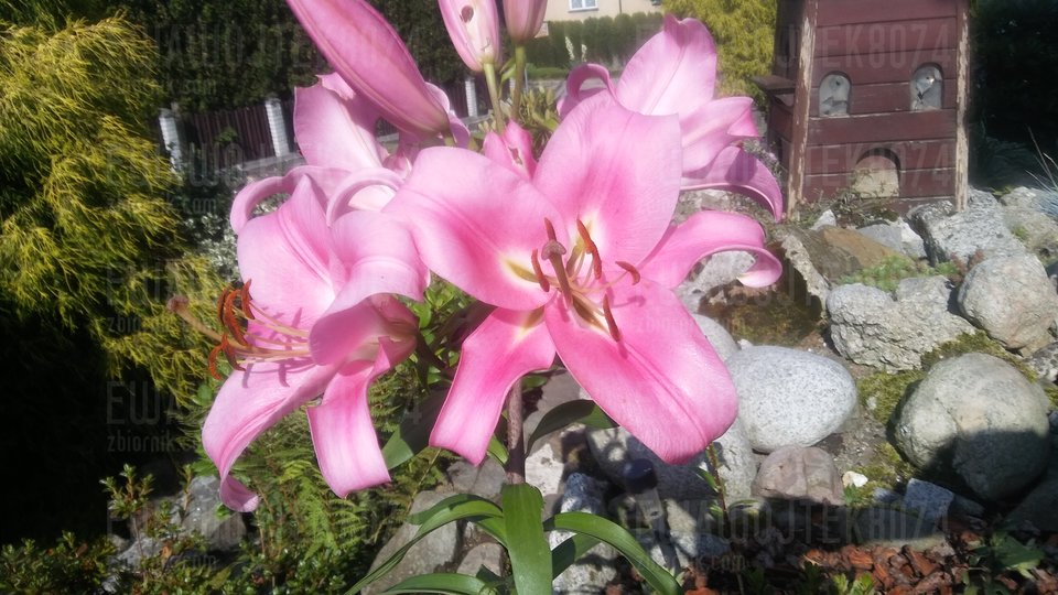 20180713_163119.jpg - ewawojtek8074