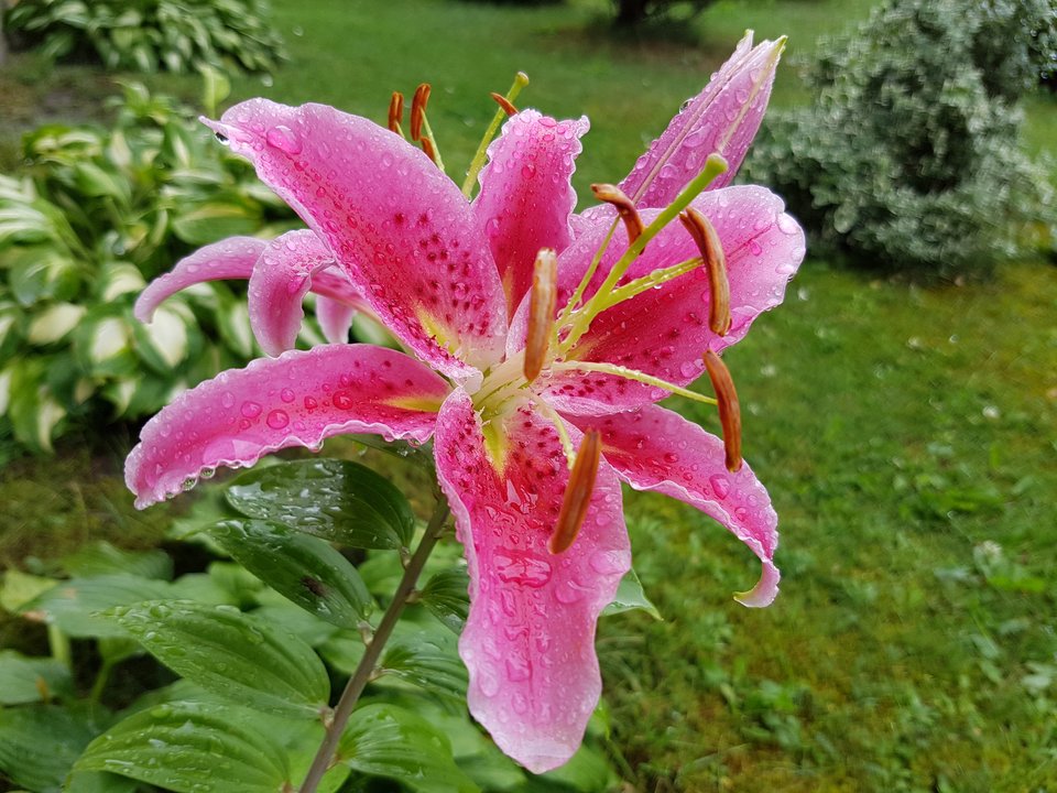 20180716_165342.jpg - destroy