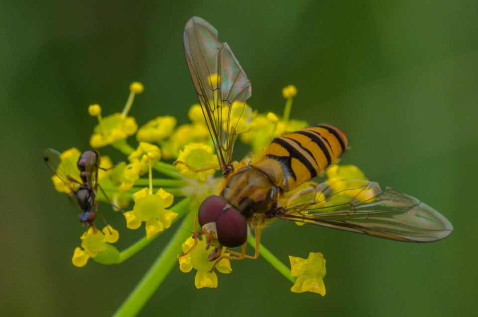 Co w trawie piszczy 3 - mystic