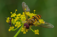 Co w trawie piszczy 3