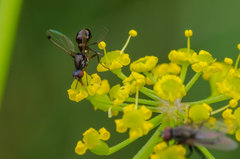 Co w trawie piszczy 2