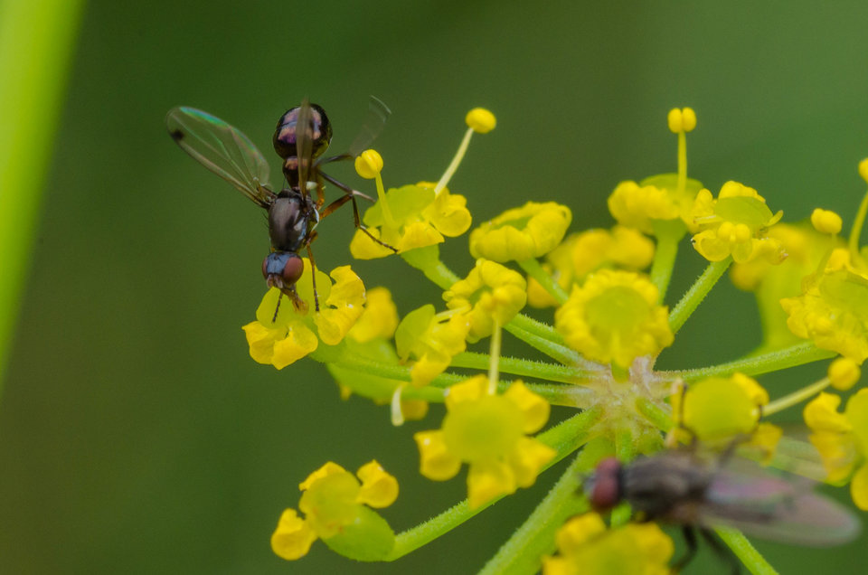 Co w trawie piszczy 2 - mystic