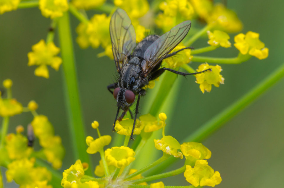 Co w trawie piszczy 4 - mystic