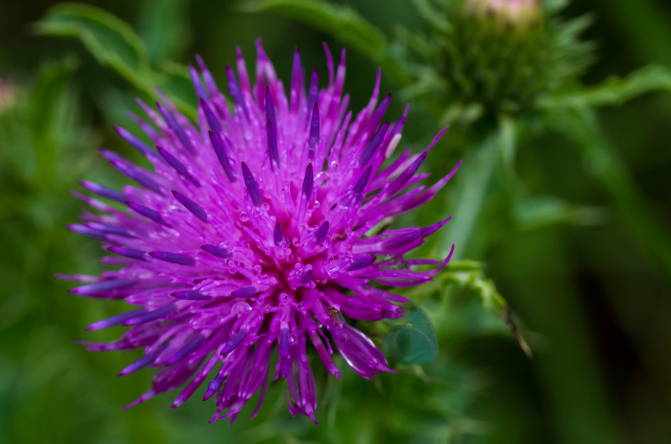 Rainy day 6 - mystic