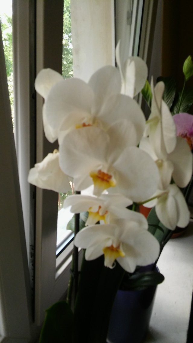 wiola_24