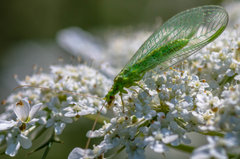 Zielony upierdliwiec