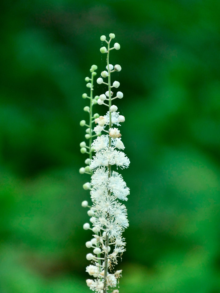 _1040365.jpg - FoKam431