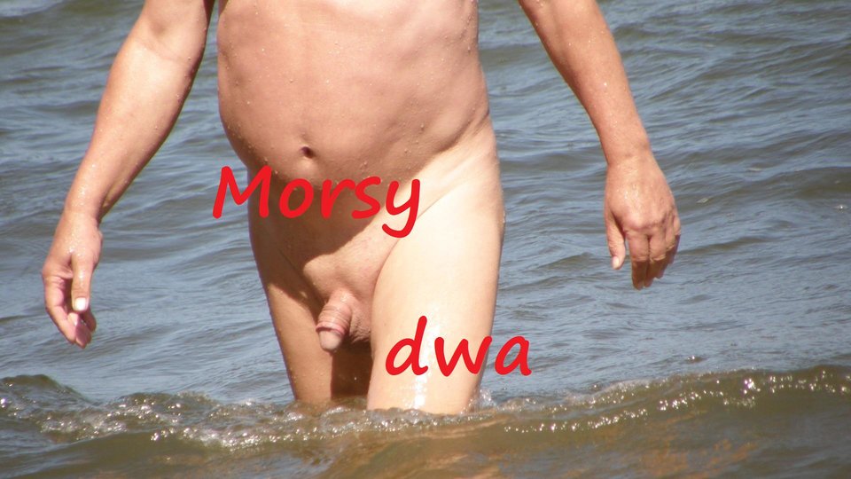 Morze. - Morsy_dwa