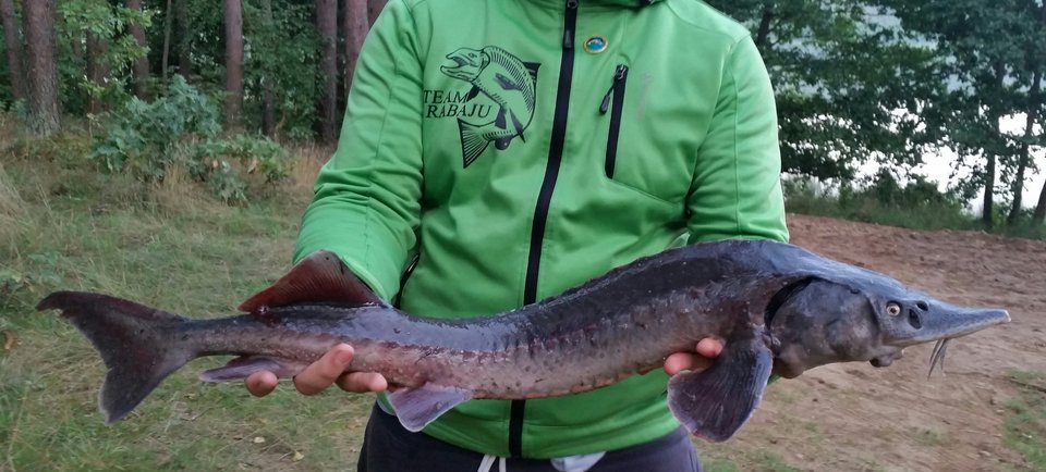 2018-07-29 08.50.25.jpg - hoop1