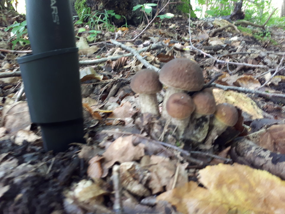 20180727_093701.jpg - tjpara