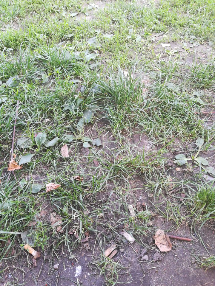 15334669912177716739111528345353.jpg - Boskimarcel2222