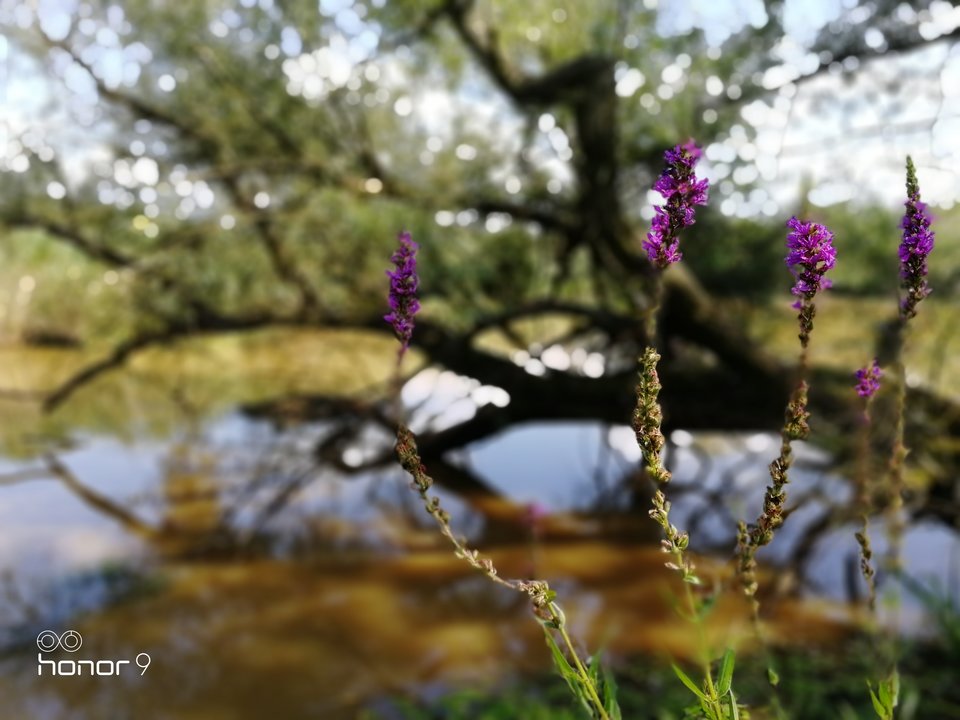 Trestno, oczko wodne - Zwyczajny_69