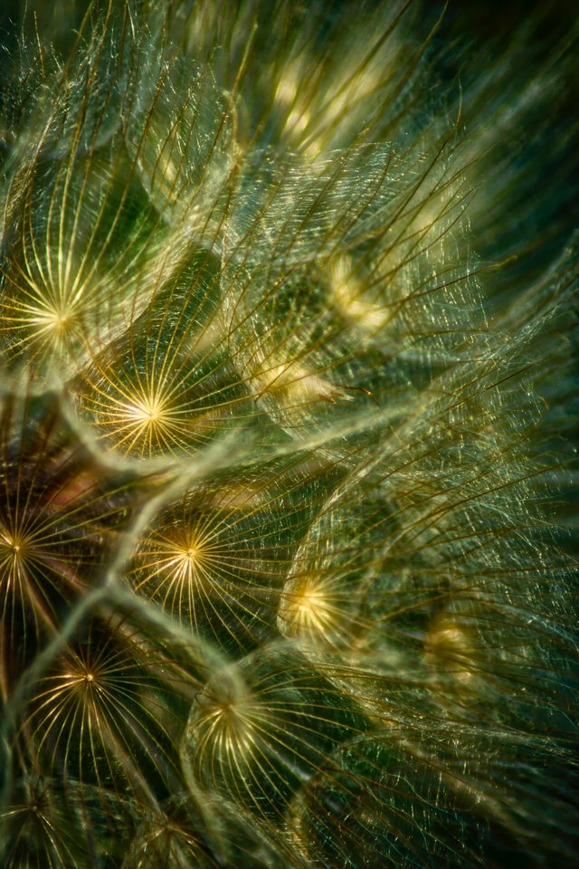 powracający temat - marquiz