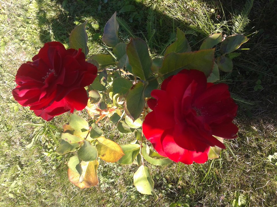 20180807_154429.jpg - Mini_Lotto82