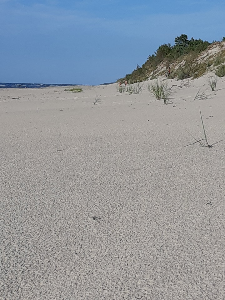 20180806_182219.jpg - mlody1277