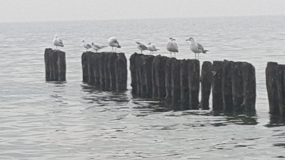 20180801_191609.jpg - reporter13