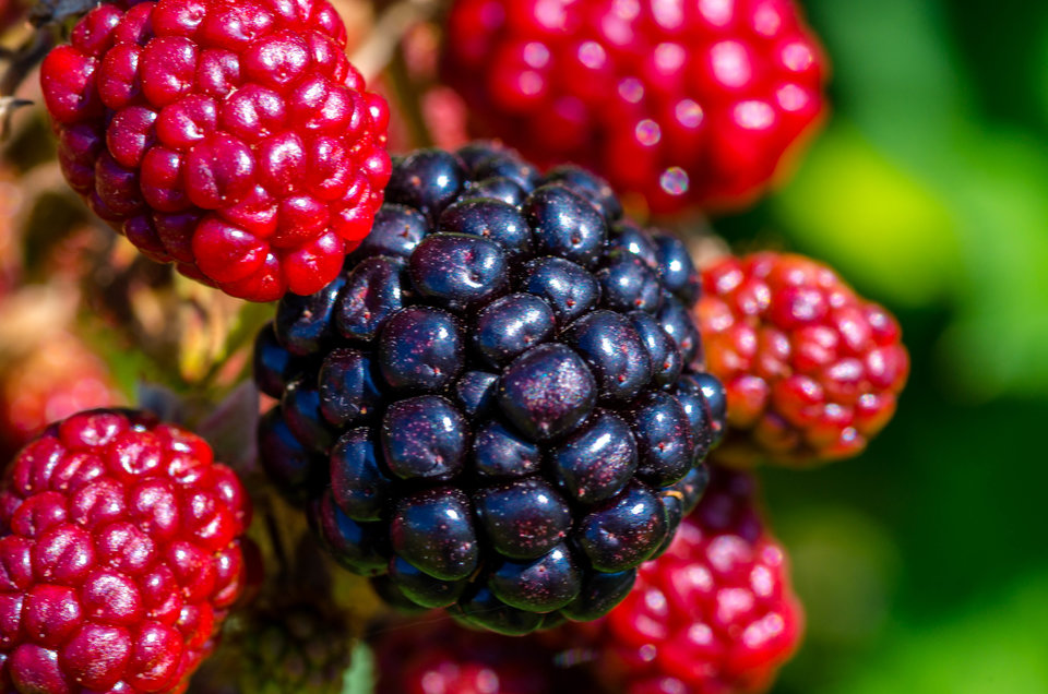 Jeżyny jak maliny :) - mystic
