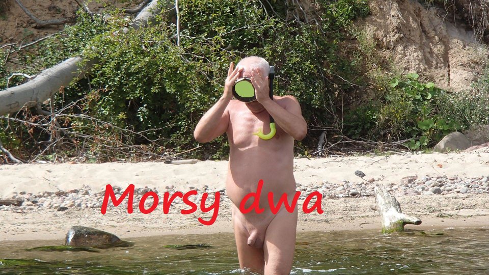 W morzu i nad morzem. - Morsy_dwa