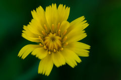 Żółte na zielonym