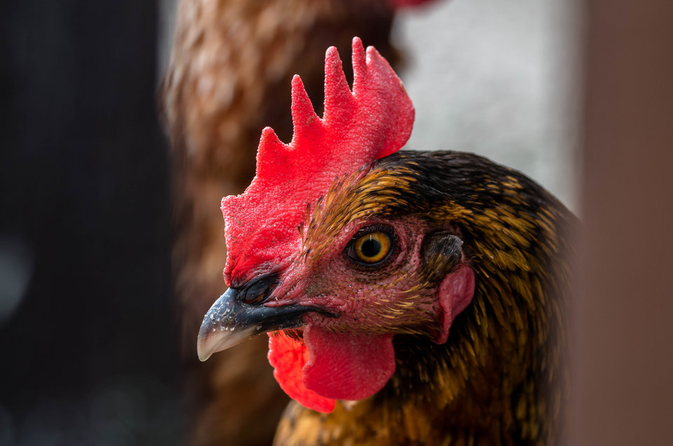 Prawie jak smok :) - mystic