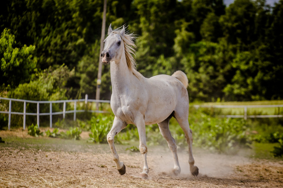 Mohito - Fajna33parka33