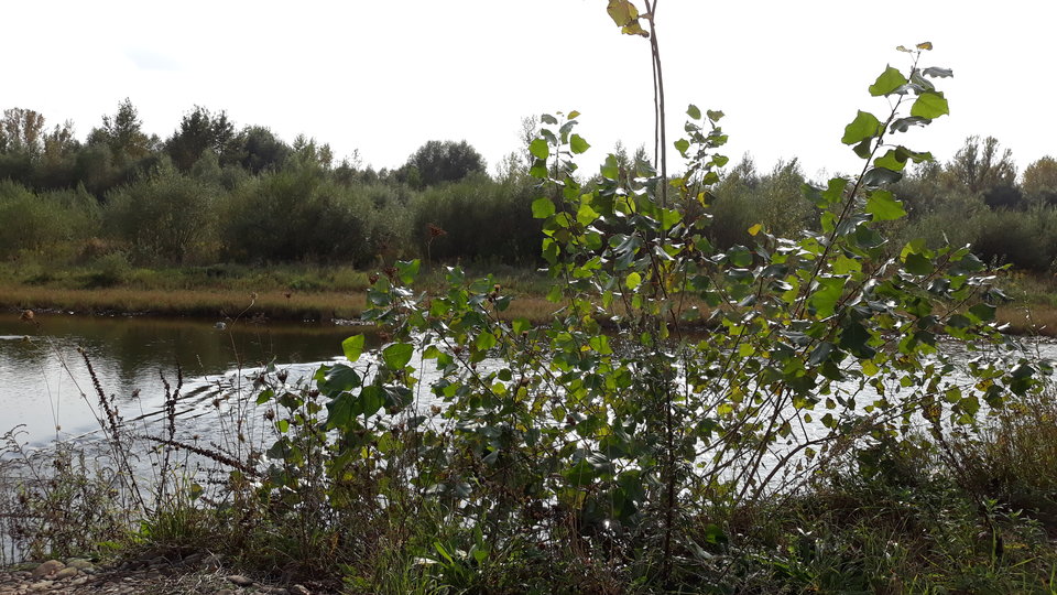 20180830_162349.jpg - DRX001