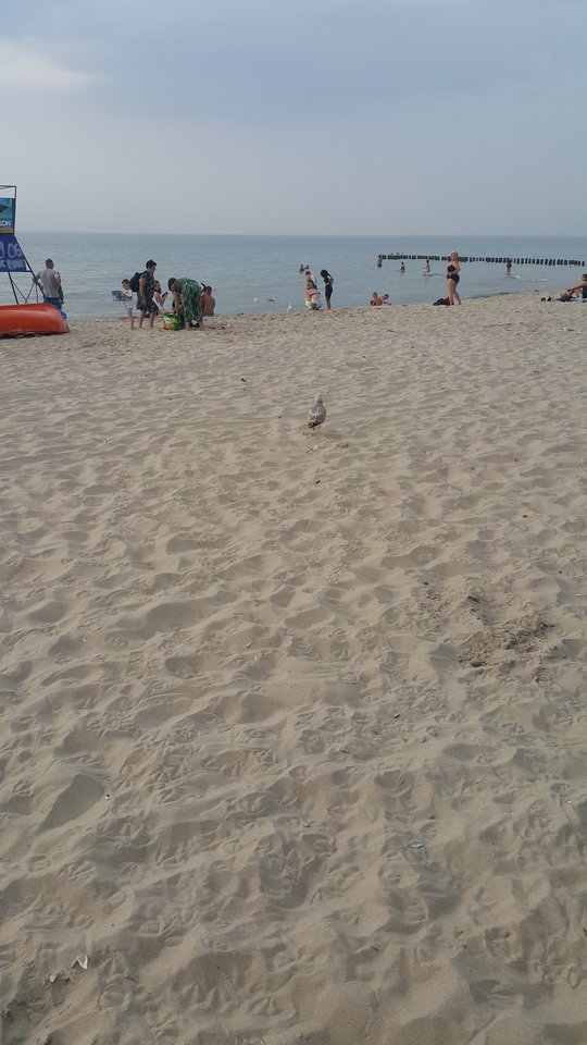 20180801_190329.jpg - reporter13