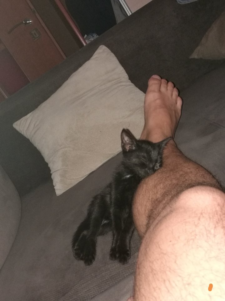 IMG_20180906_120124.jpg - Swingersii