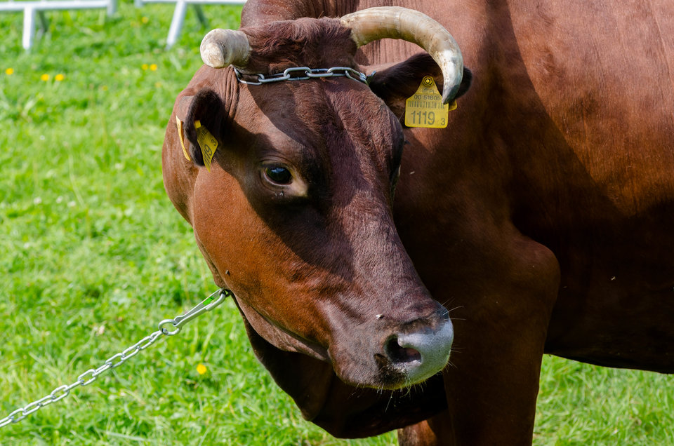 Czujna mama - mystic