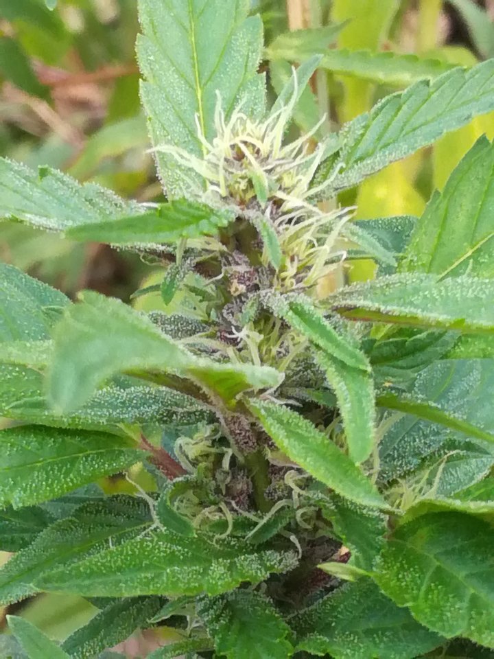 IMG_20180827_190903.jpg - Losmentos