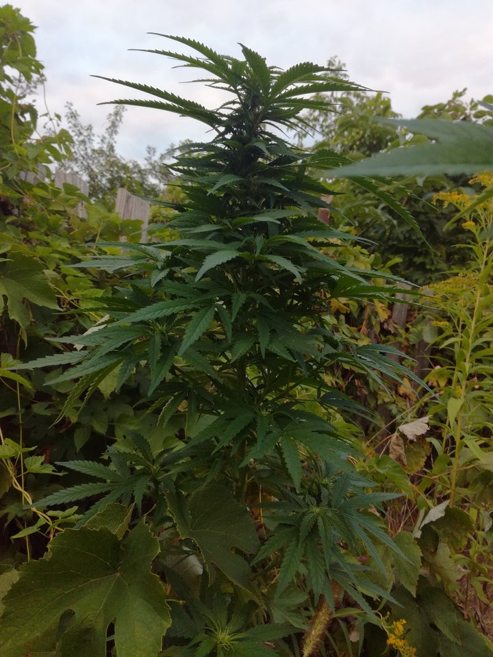 IMG_20180827_190757.jpg - Losmentos