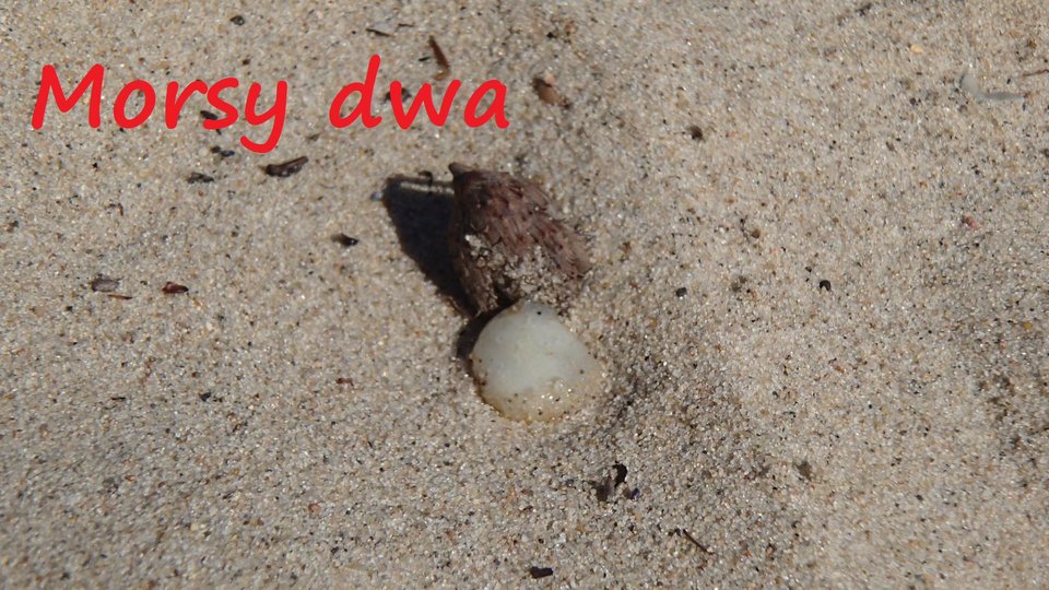 Plażowy relaks - Morsy_dwa