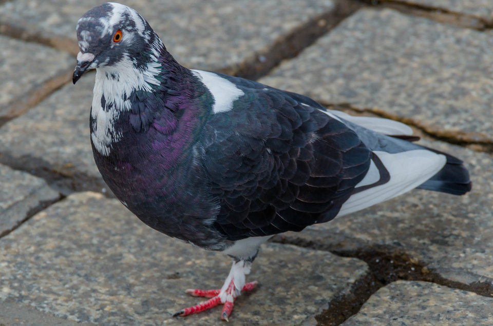 Na jednej nodze - mystic