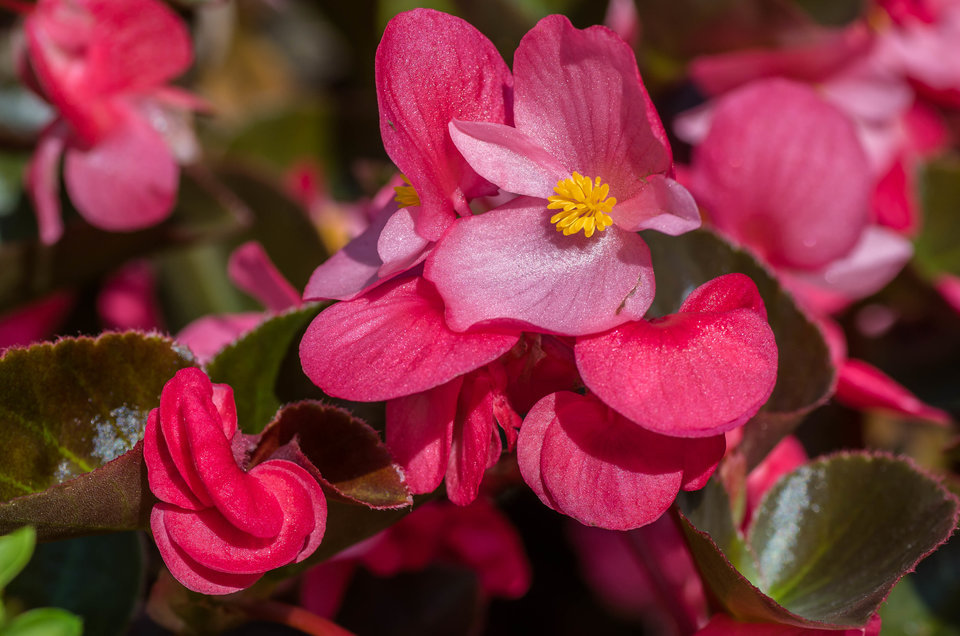 Z perłowym połyskiem - mystic