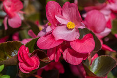 Z perłowym połyskiem