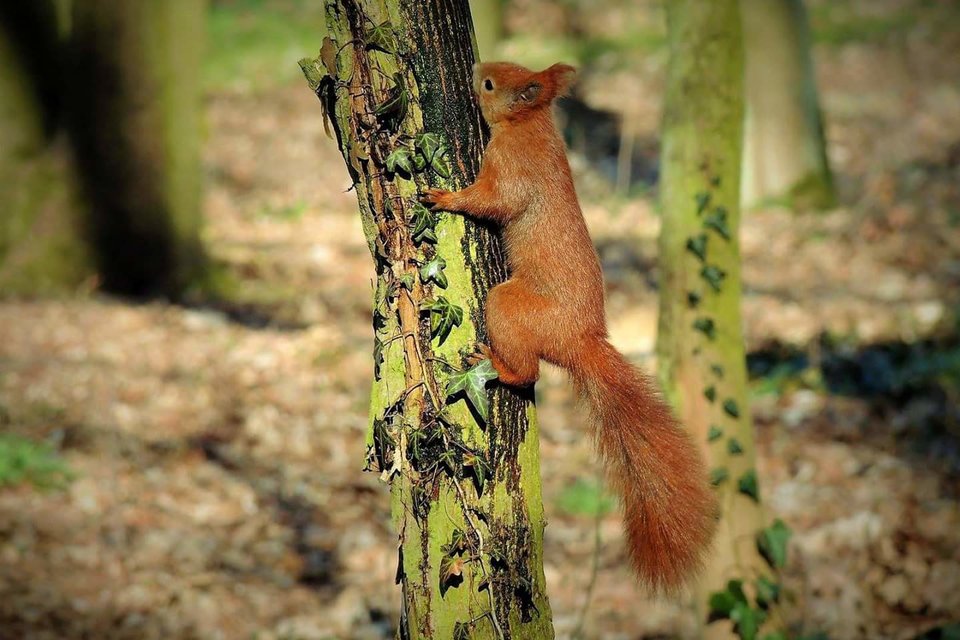 Wiewióreczka 🐿 - Mirabelka37