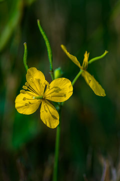 Żółte - też fajne :)